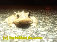 /home//u458753944/public_html/sourcegallery///Roxborough Toad Detour/2023/2023-04-01/P4010662.JPG